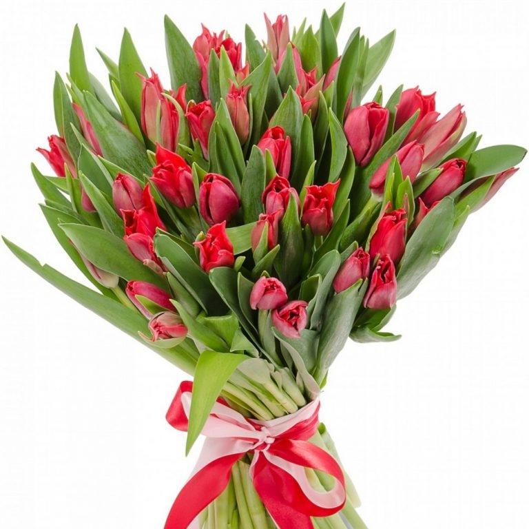 Красные тюльпаны 25 шт артикул букета  151380
